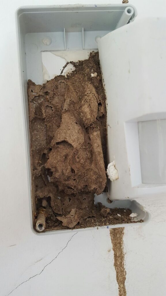 termitas en galicia cosaplag