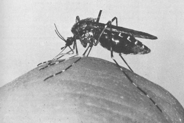 mosquito-animales-parasitos