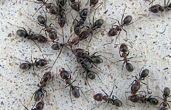 Hormigas De Jardín